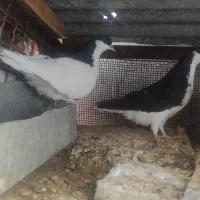 کبوتر ساده.یال. کلاغ فروش فوری