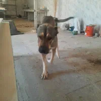 سگ سرابی گمشده|حیوانات|ملارد, |دیوار