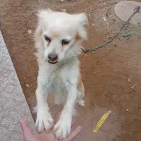 سگ پاپی باهوش زیبا