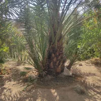 خدمات فروش نخل خرما|خدمات باغبانی و درختکاری|شوشتر, |دیوار