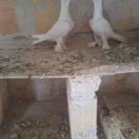 فروش کفتر|پرنده|تبریز, |دیوار