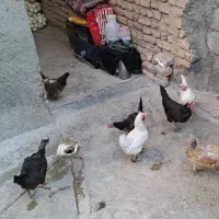 مرغ تخم گذار