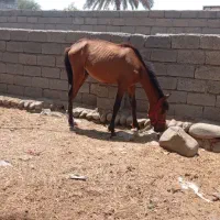 فروش ۷راس اسب مادیان ونریان وکره