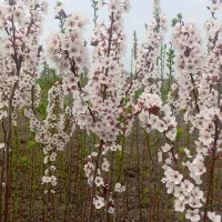 نهالهای گلدانی پیوندی