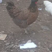 مرغ همچی تموم|حیوانات مزرعه|احمدسرگوراب, |دیوار