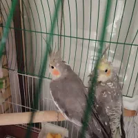 جوجه دوماهه نروماده|پرنده|اصفهان, گلزار|دیوار