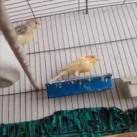 قناری|پرنده|قم, قلعه کامکار|دیوار