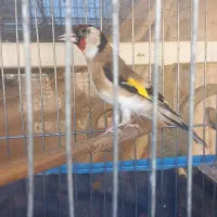 سهره ماده