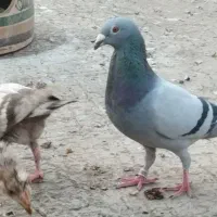 کبوتر پلاکی چی پی اس دار