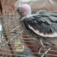 جوجه ۳۵ روزه سینامون|پرنده|سراب, |دیوار