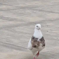 طوقی هفت‌رنگ ماده معاوضه با نر