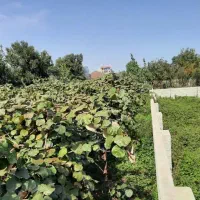 ۲۷۰ متر زمین تفکیک قابل ساخت محله پلاسی|فروش زمین و ملک کلنگی|چوبر, |دیوار