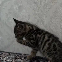 گربه DSH