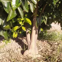 انجام هرس مرکبات در منازل و باغچه شهری|خدمات باغبانی و درختکاری|کازرون, |دیوار