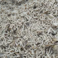 تفاله چغندر