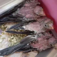 باسلام 3 عروس هلندی سرلاکی سینامون بفروش می‌رسد