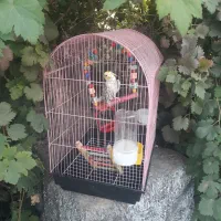 عروس سخن گو همراه با قفس|پرنده|رودان, |دیوار