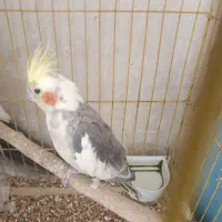 ۳عددعروس هلندی  که دو عددجوجه۵ماهه  یکی نر که