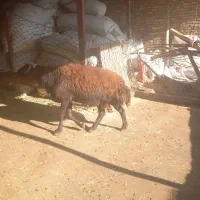 شک قوچ افشار|حیوانات مزرعه|ویسیان, |دیوار