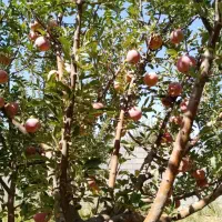 ۱۰۰۰ متر باغ|فروش زمین و ملک کلنگی|همایجان, |دیوار