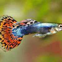 فروش ویژه گوپی با تخفیف خرید تعداد بالا