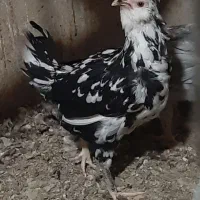 تخم مرغ و جوجه گلین ریشی چهل تاج فروشی