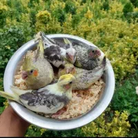 عروس هلندی پرورشگاه طوطیسان|پرنده|خمینیشهر, |دیوار