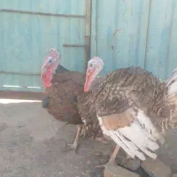 بوقلمون مرغ