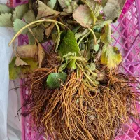 نشا توت فرنگی