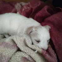 توله سگ نوزاد نژاد مالتیز و شیتزو|سگ|شهریار, شهرک مصطفی خمینی|دیوار