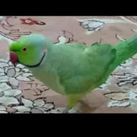 یک عدد طولی ملنگوی سبز