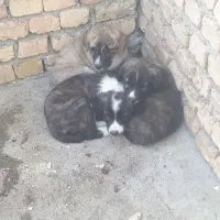 توله های خراسانی و شیتزو ماده یک ساله