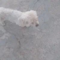 سگ شیزو خونگی