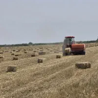 کاه پرس گندم بسته بندی شده کلش(سیفال گندم)