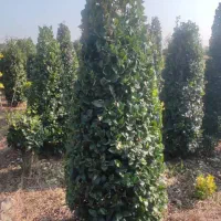 گل . یاس هلندی قیچی خورده زمینی