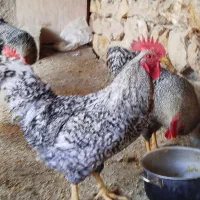 خروس پلیموت راک آمریکایی اصل