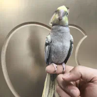 عروس هلندی|پرنده|نسیم‌شهر, |دیوار