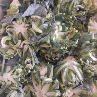 ضایعات گل کلم