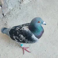 کبوتر مساحتی قیمت ۴میلیون