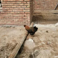 محمدامین ضابطی