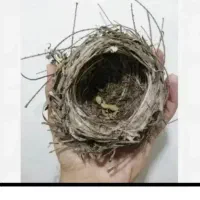 عروس هلندی