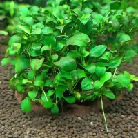 گیاه آکواریوم آنوبیاس بوسفلاندرا خزه