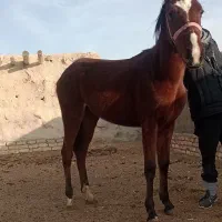 اسب|اسب و تجهیزات اسبسواری|معصومیه, |دیوار