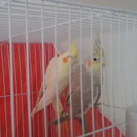 عروس هلندی