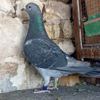 پلاکی ۱۱عددگرفتنی مسابقات بزینگ پیگو دونه ای500