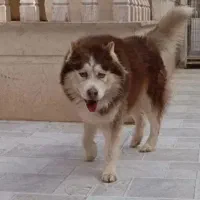 هاسکی مالاموت
