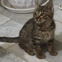 واگذاری سه تا بچه گربه ی خوشگل و ملوس|گربه|قدس, شهرقدس|دیوار