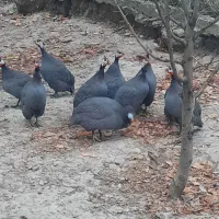 فروش مرغ شاخدار   نر و ماده|حیوانات مزرعه|گرگان, |دیوار