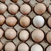 تخم مرغ نطفه دار کاملا تضمینی