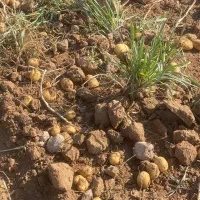 سیب‌زمینی آگریا|خدمات باغبانی و درختکاری|قوچان, |دیوار